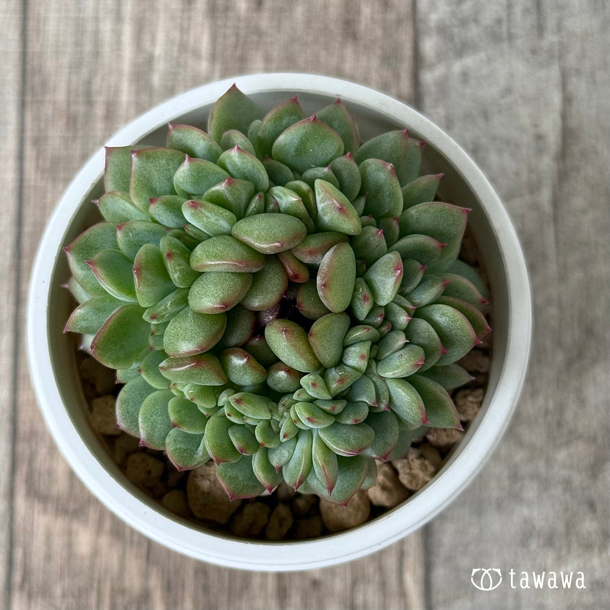 Blue Minima Blue Minima