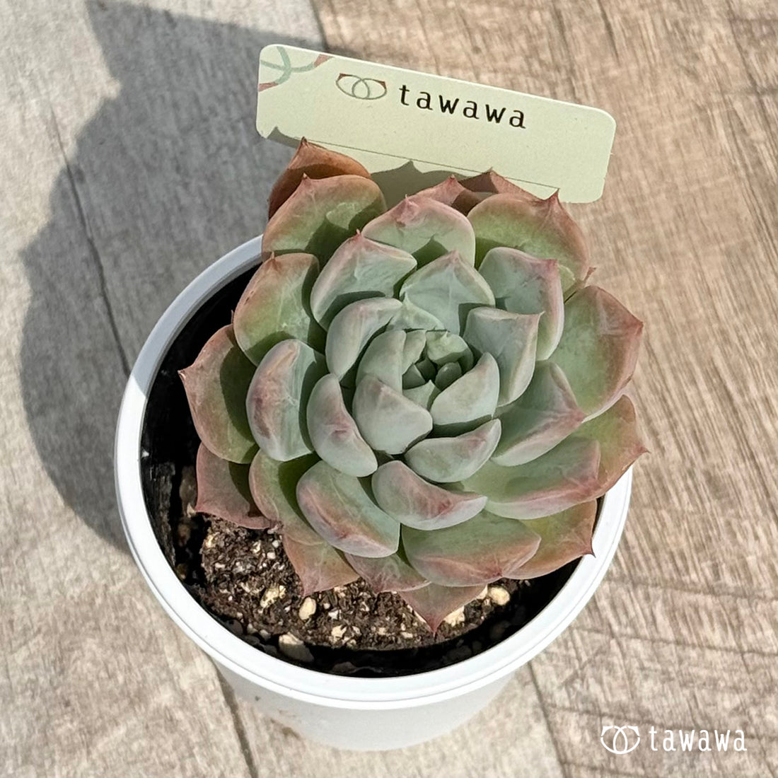 名前のない苗 3 【tawawaハウス苗】