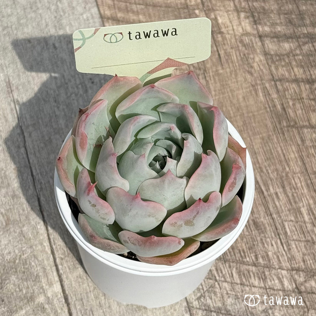 名前のない苗 4 【tawawaハウス苗】