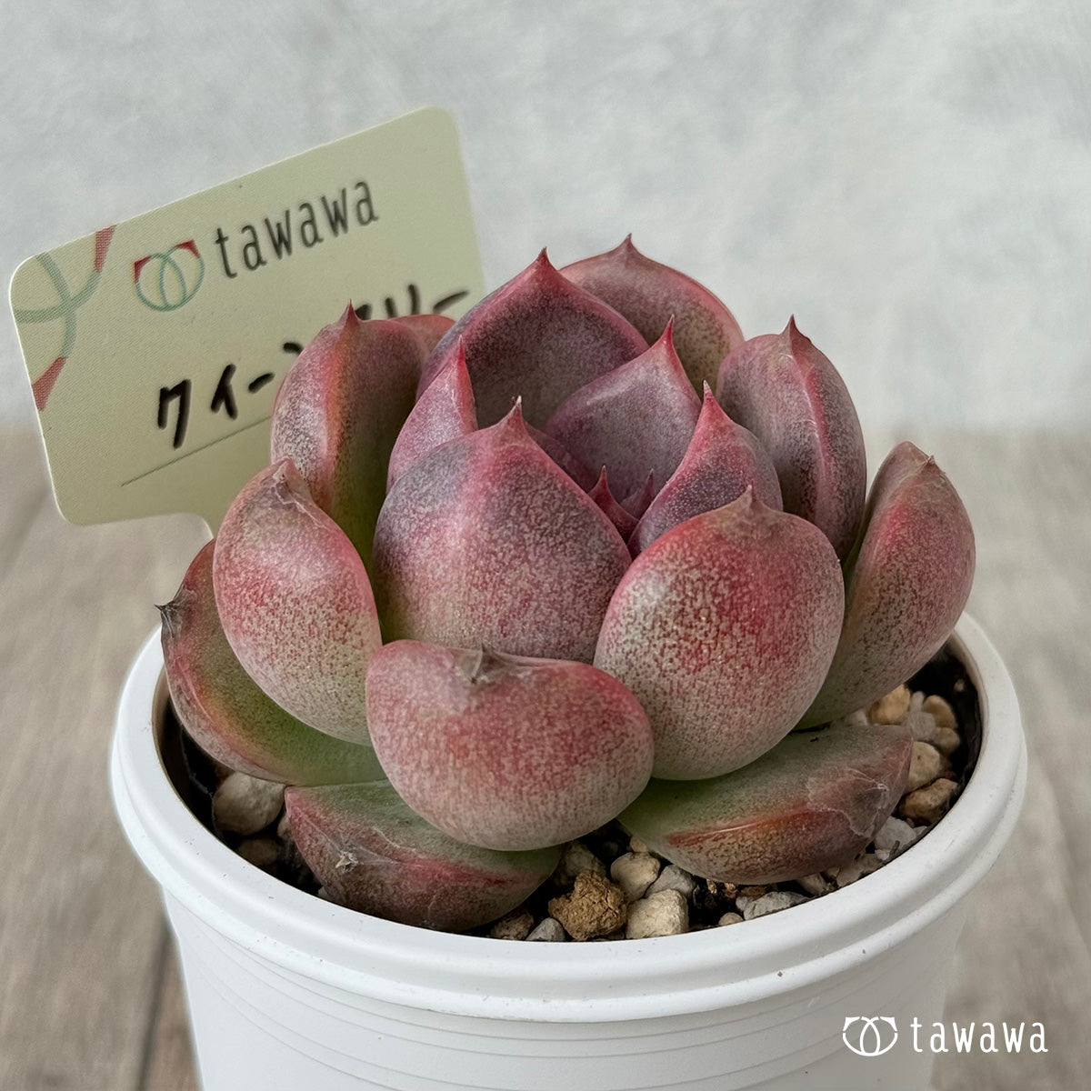 New Arrivals: Ice Green