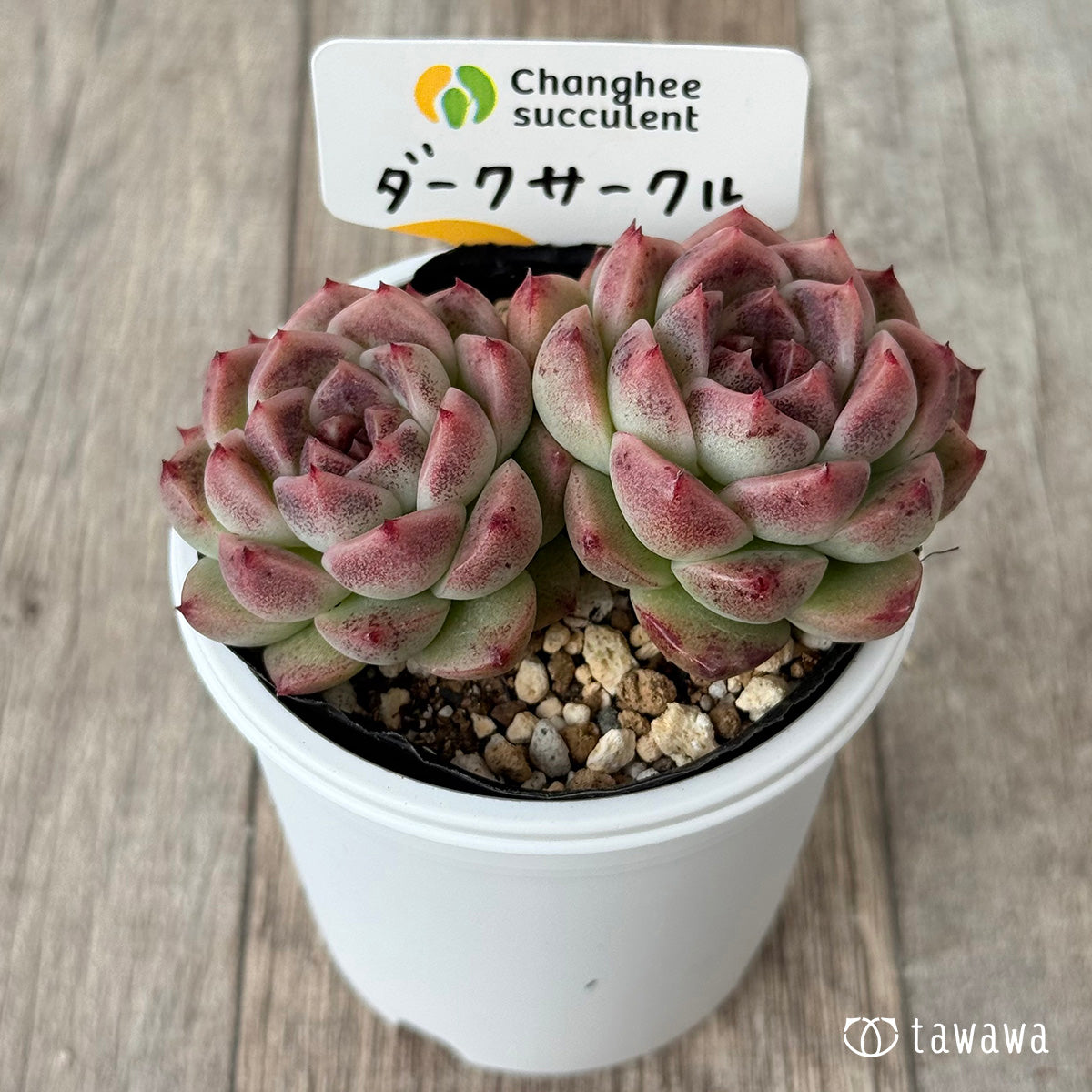 ダークサークル①(チャンヒー農園)【tawawaハウス苗】