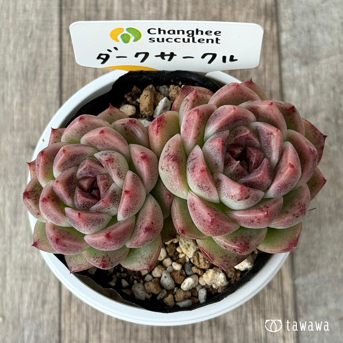 ダークサークル①(チャンヒー農園)【tawawaハウス苗】