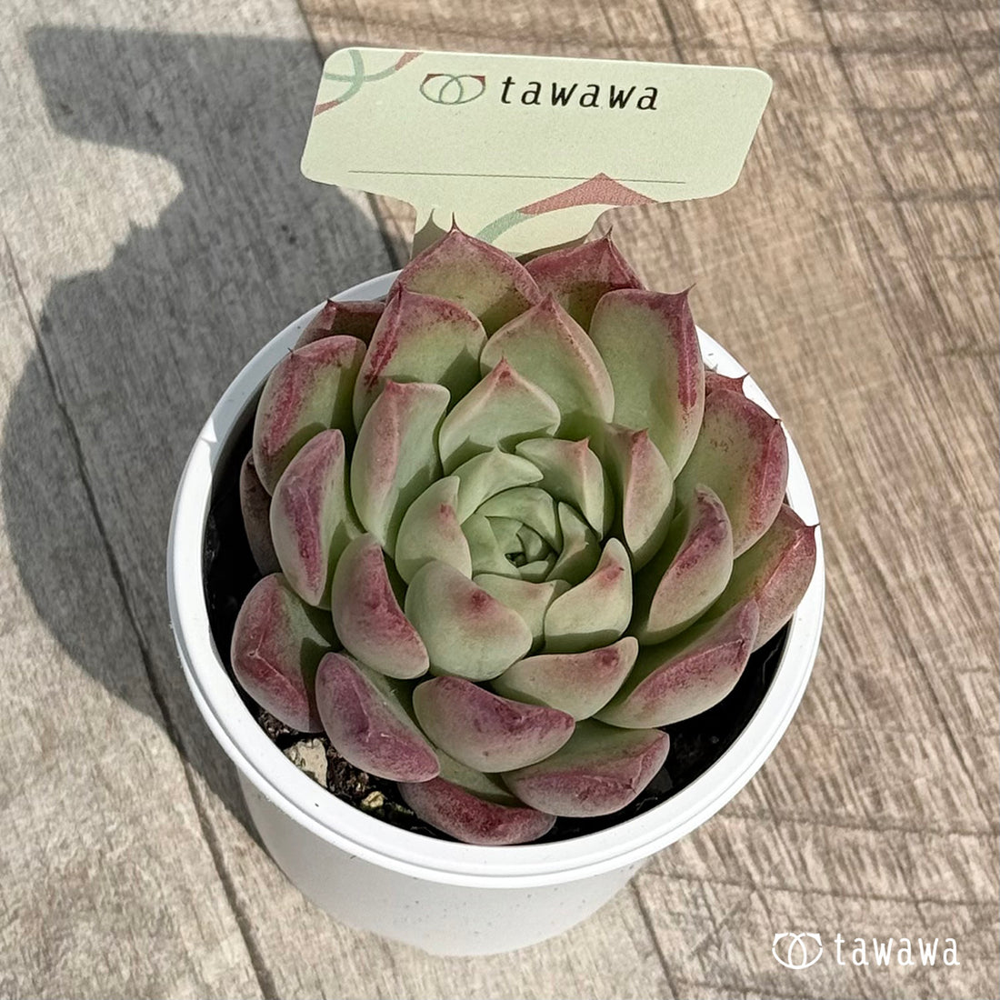 名前のない苗 5 【tawawaハウス苗】