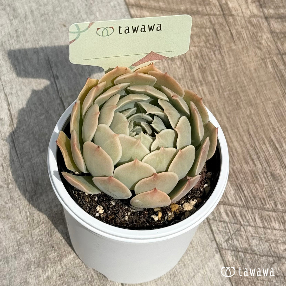 名前のない苗 6 【tawawaハウス苗】