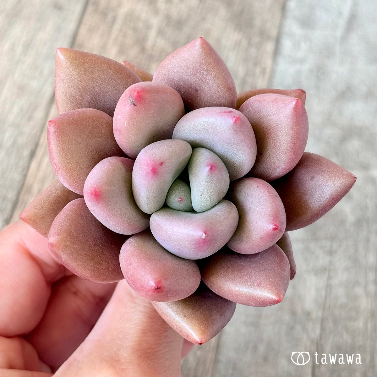 루비드나
