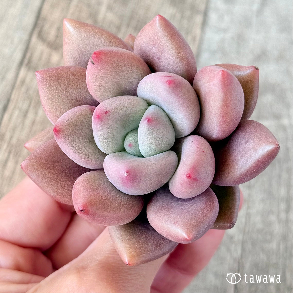 루비드나