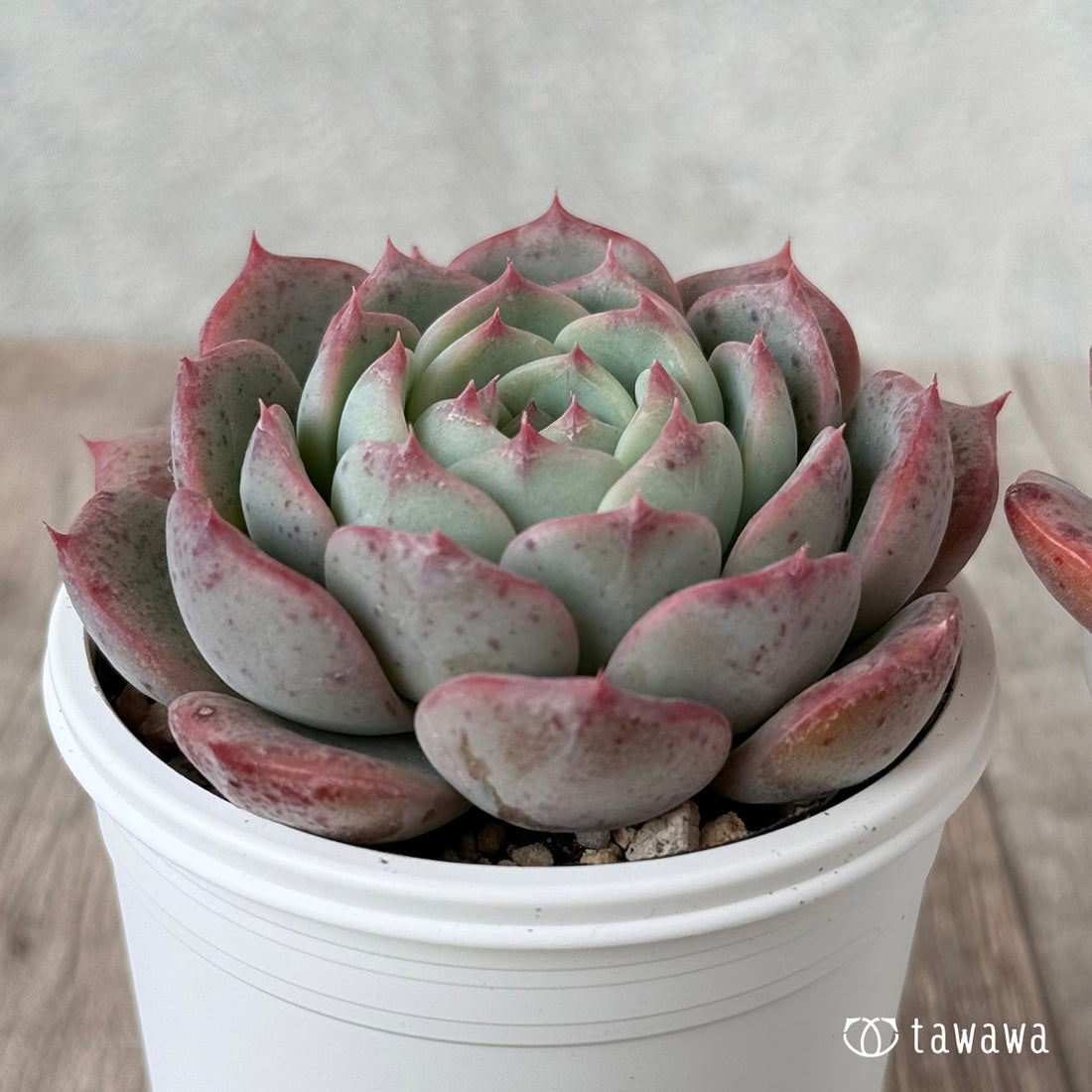 *新発売* ポイズン(チャンヒー農園)【tawawaハウス苗】