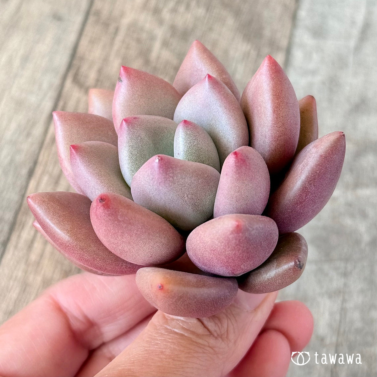 루비드나