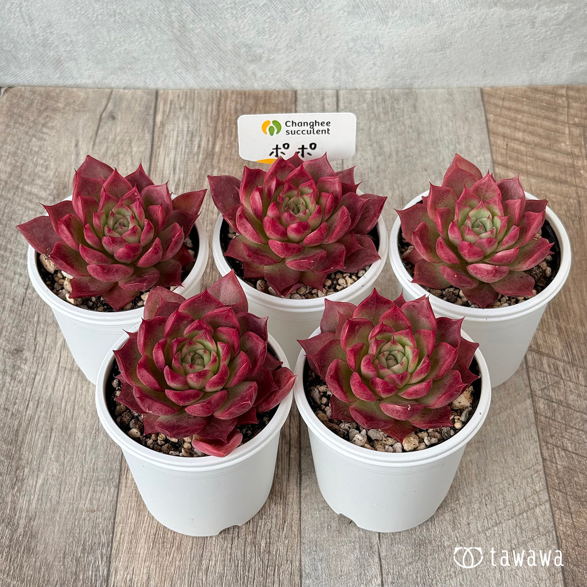 *新発売* ポポ(チャンヒー農園)【tawawaハウス苗】