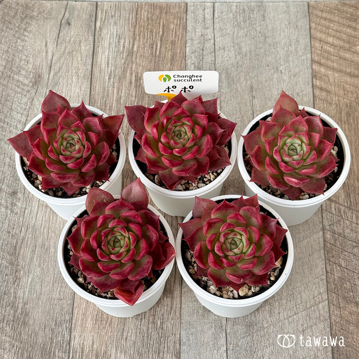 *新発売* ポポ(チャンヒー農園)【tawawaハウス苗】