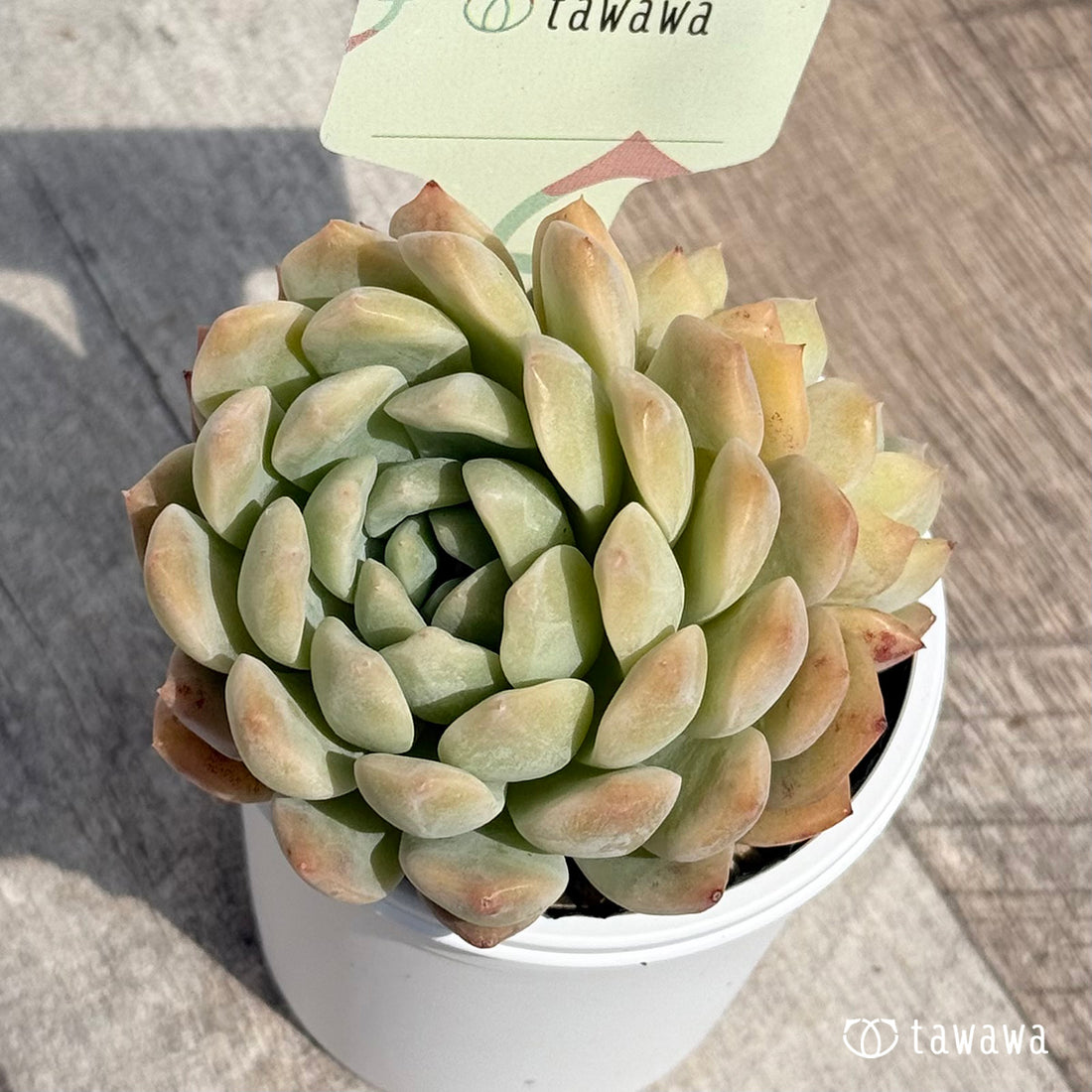 名前のない苗 9 【tawawaハウス苗】