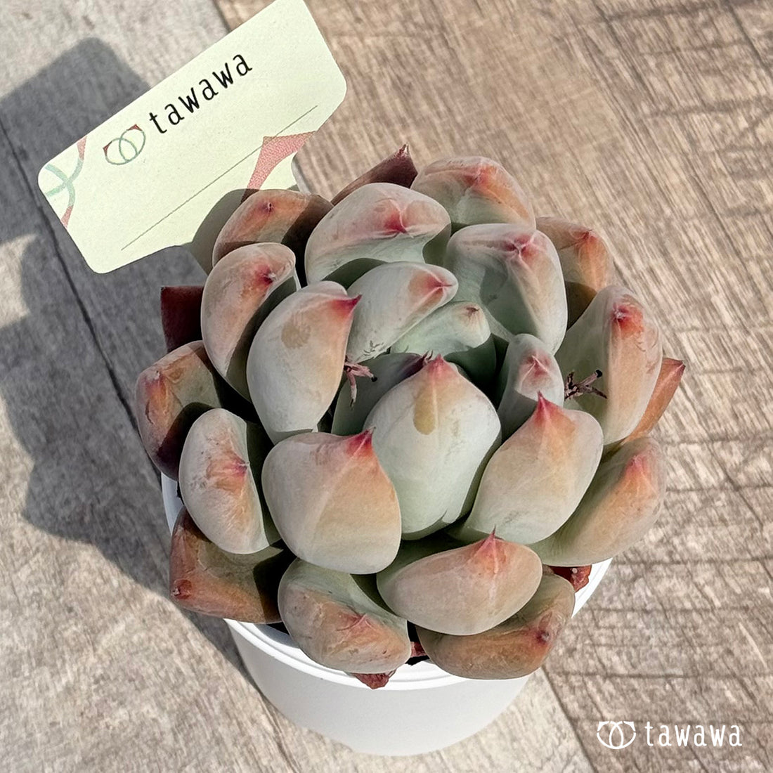 名前のない苗 10 【tawawaハウス苗】