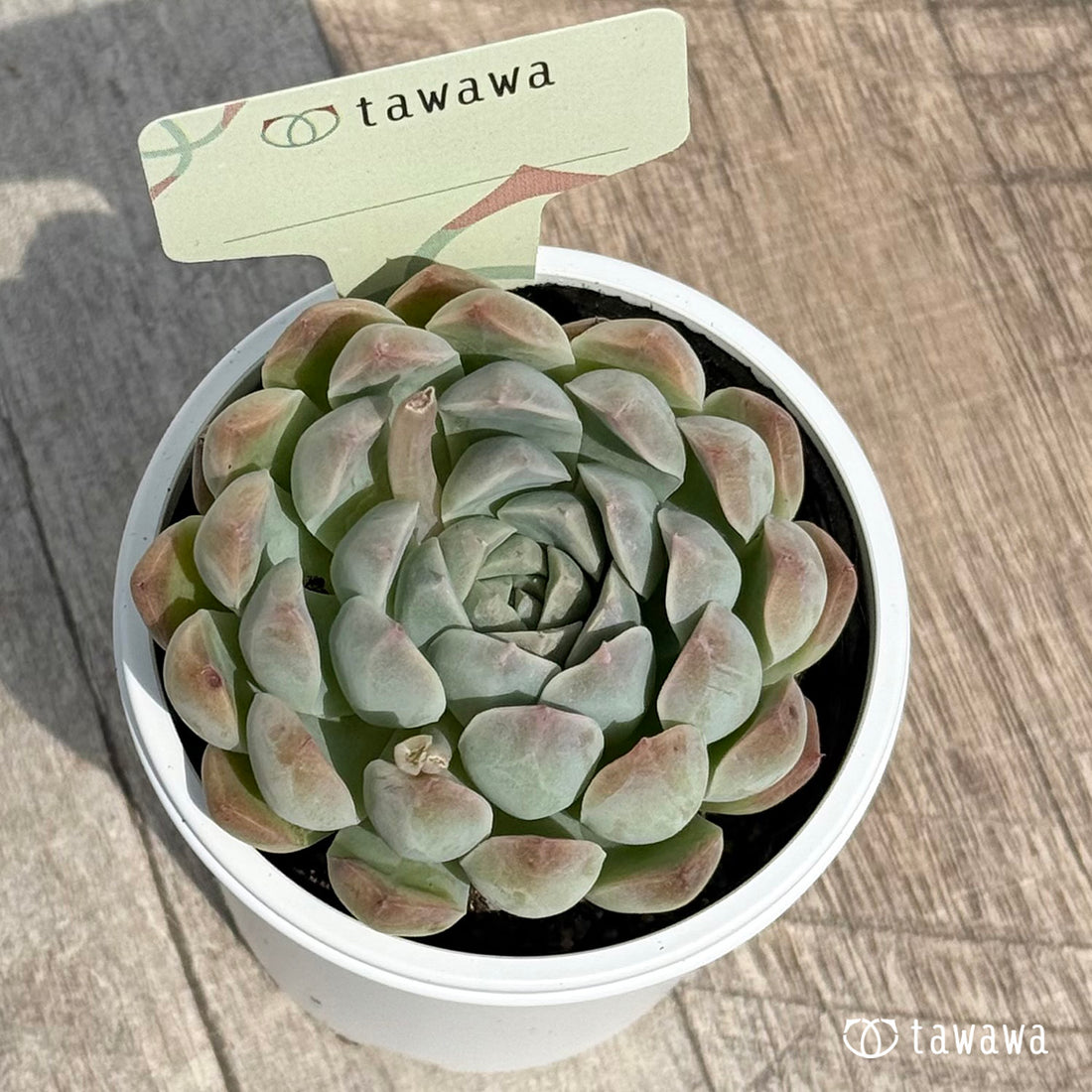 名前のない苗 11 【tawawaハウス苗】