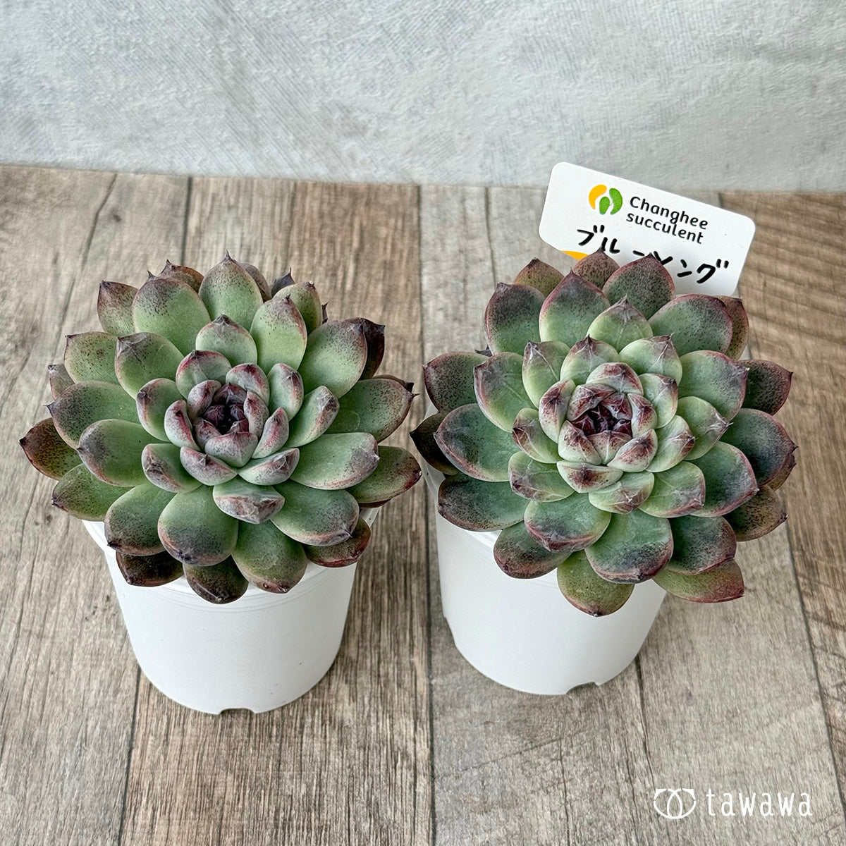 *新発売* ブルーソング(チャンヒー農園)【tawawaハウス苗】