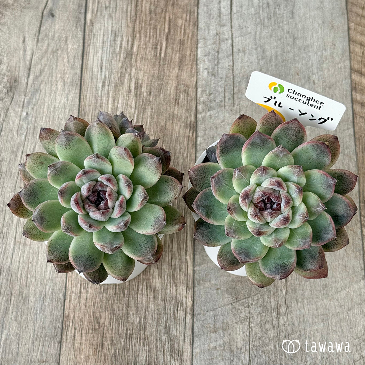 *新発売* ブルーソング(チャンヒー農園)【tawawaハウス苗】