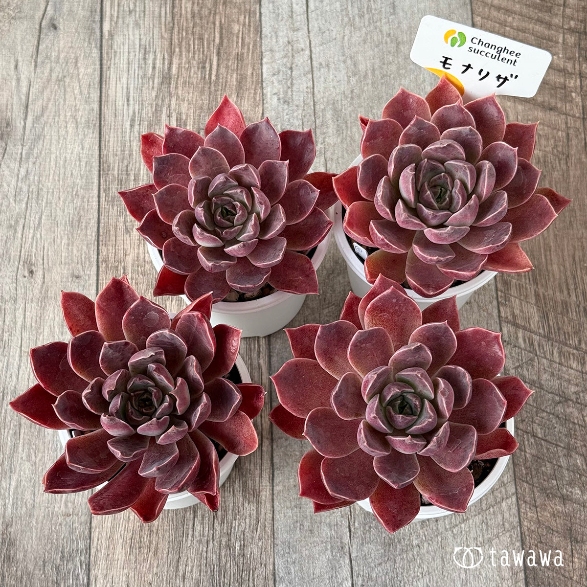 *新発売* モナリザ《大》(チャンヒー農園)【tawawaハウス苗】