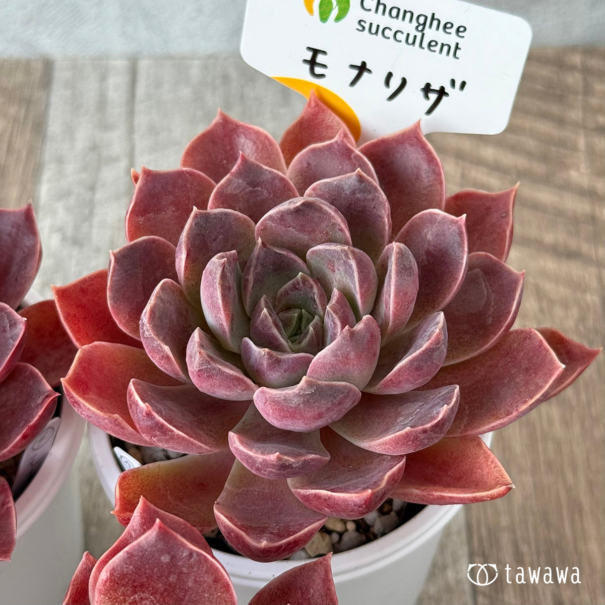 *新発売* モナリザ《大》(チャンヒー農園)【tawawaハウス苗】