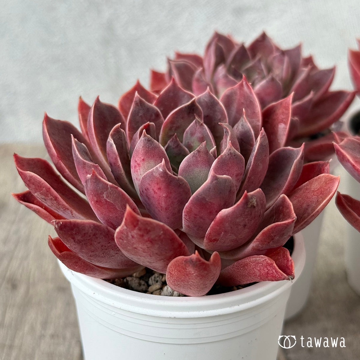 *新発売* モナリザ《大》(チャンヒー農園)【tawawaハウス苗】