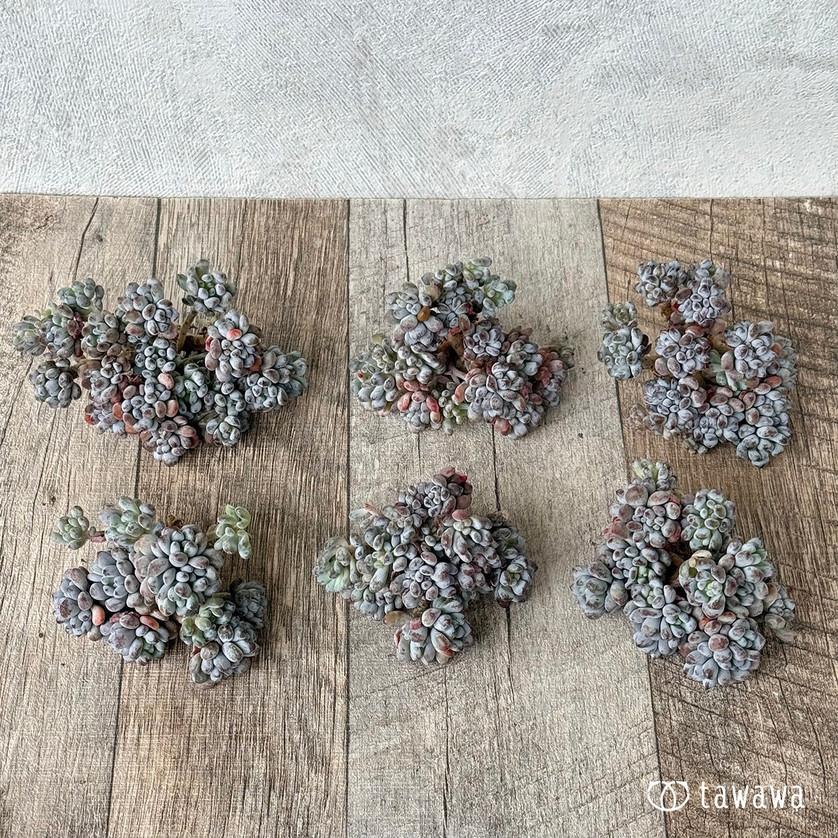 *新入荷①* ブルービーン