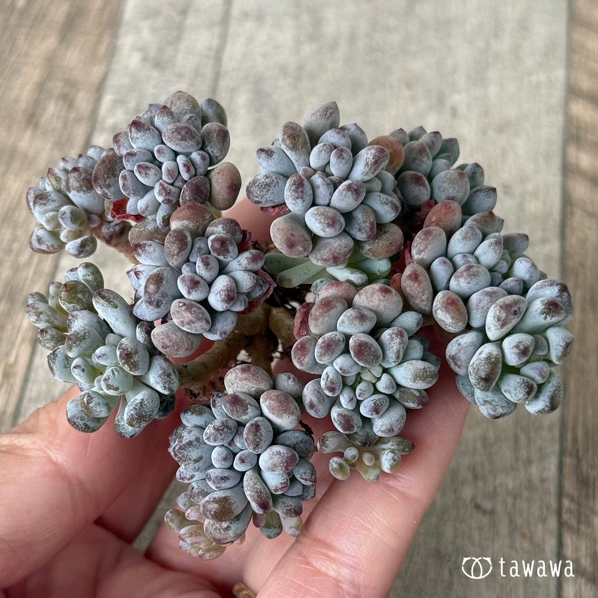 *新入荷①* ブルービーン