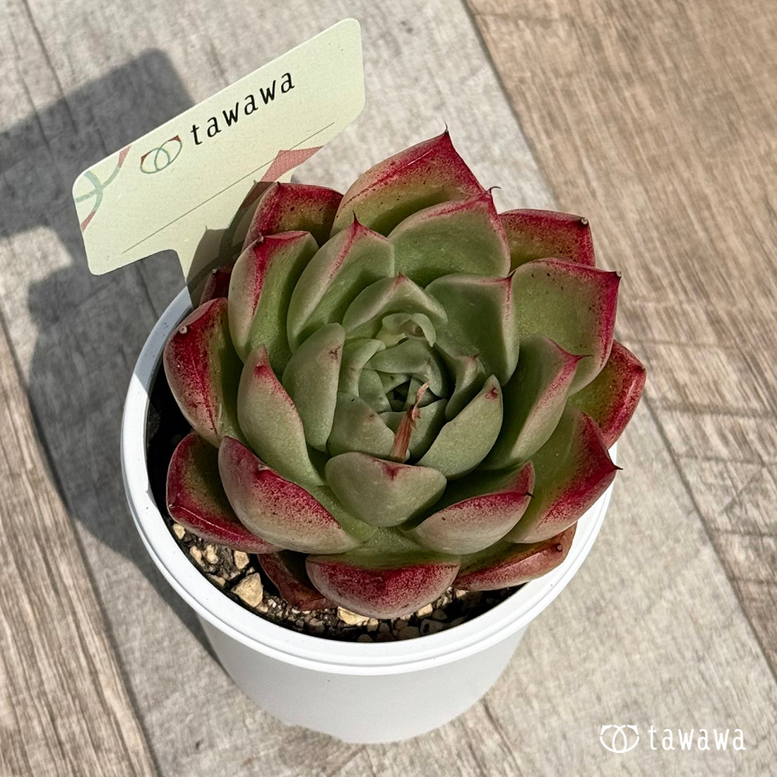 名前のない苗 12 【tawawaハウス苗】