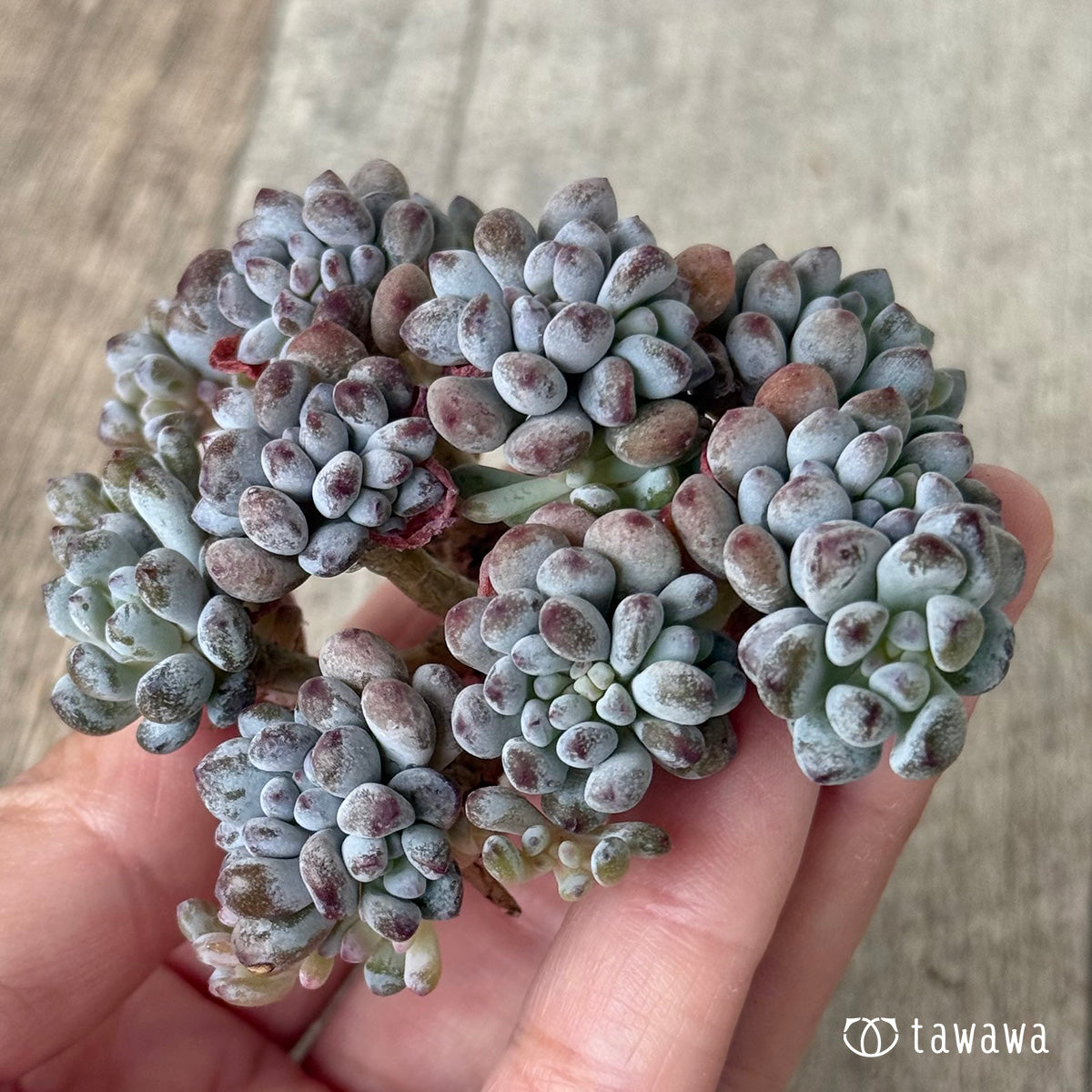 *新入荷①* ブルービーン