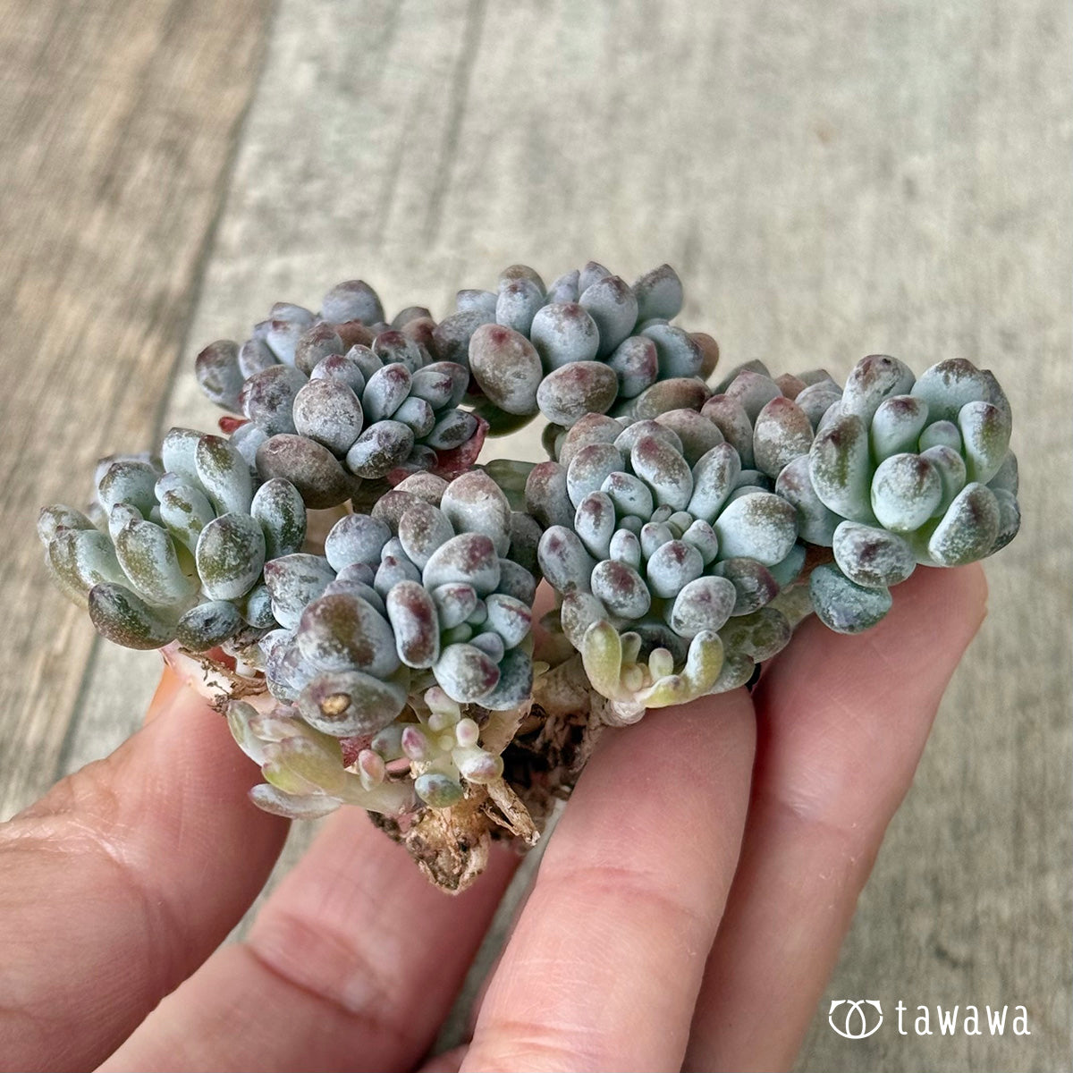 *新入荷①* ブルービーン