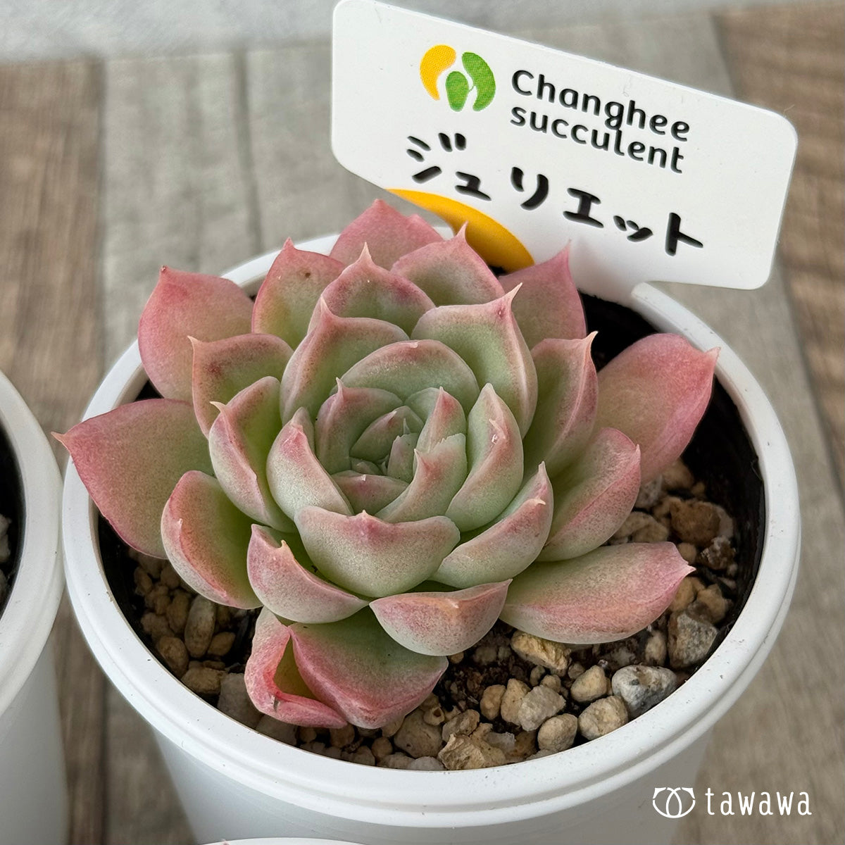 ジュリエット《小》(チャンヒー農園)【tawawaハウス苗】