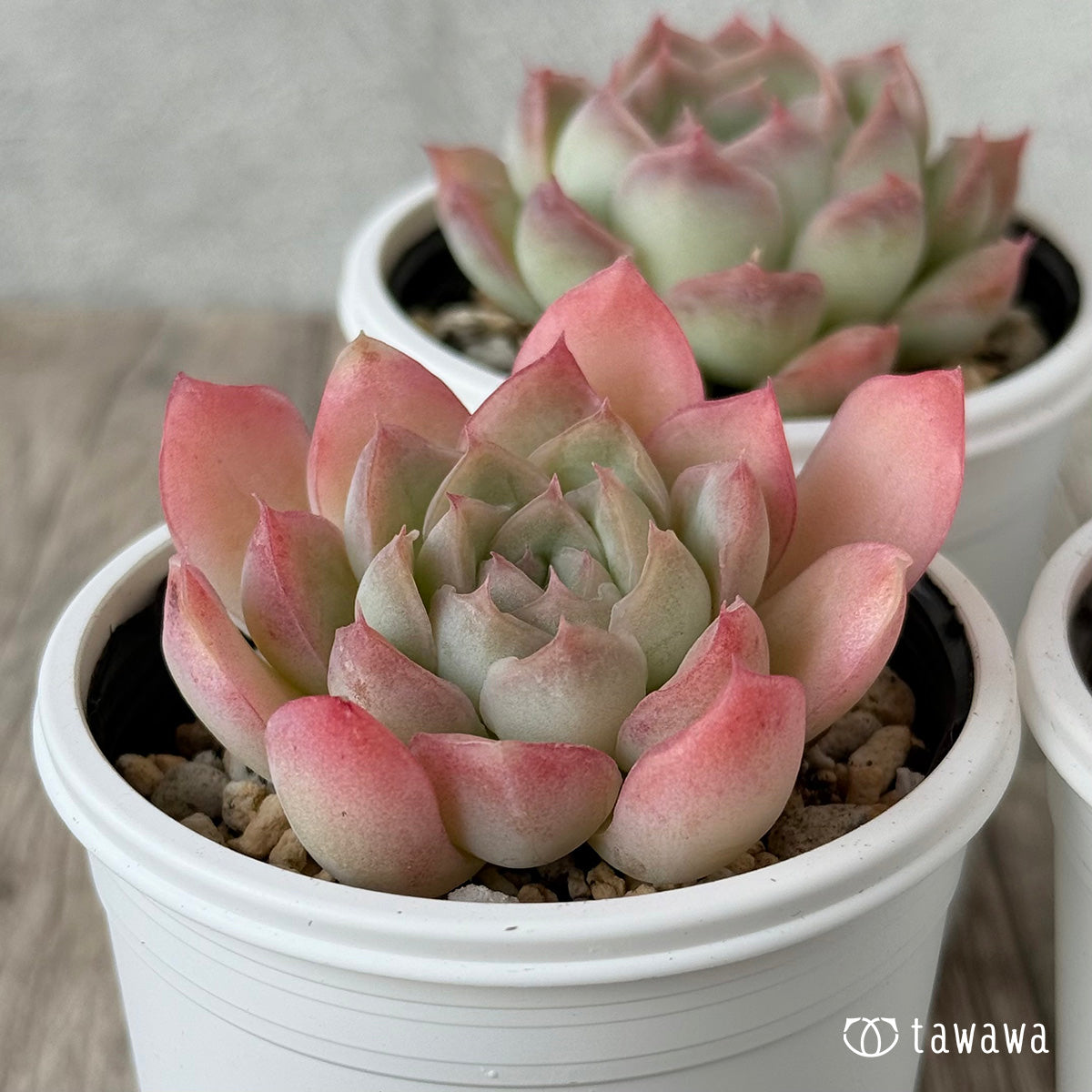 ジュリエット《小》(チャンヒー農園)【tawawaハウス苗】