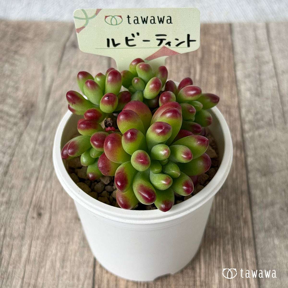 루비 틴트