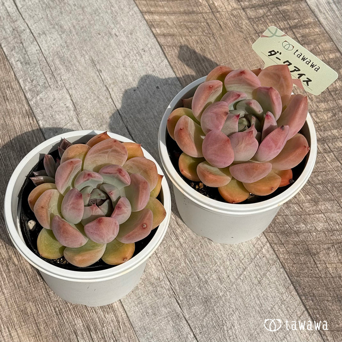 ダークアイス 【tawawaハウス苗】(7.5センチポット苗)