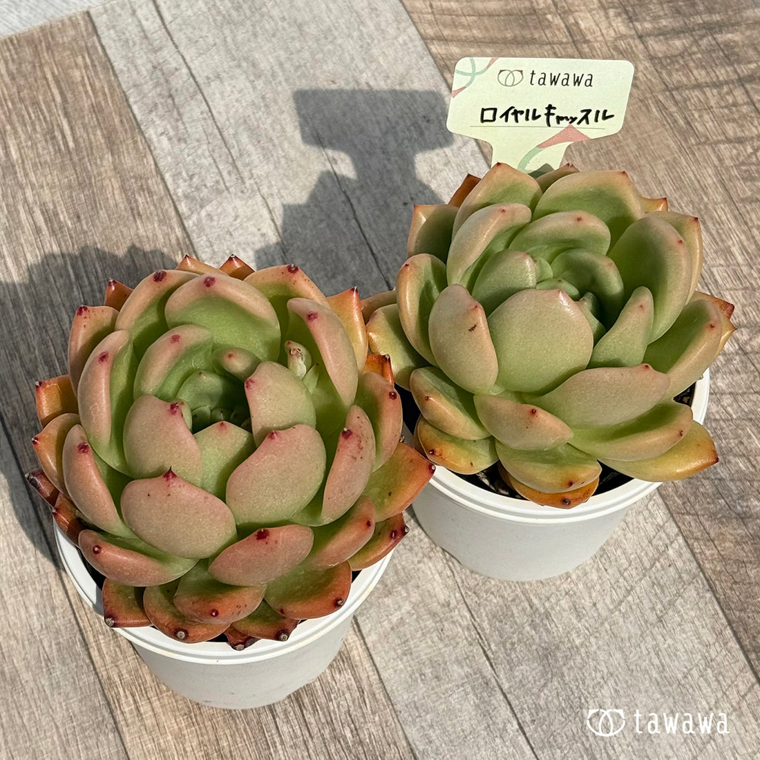 ロイヤルキャッスル 【tawawaハウス苗】(7.5センチポット苗)