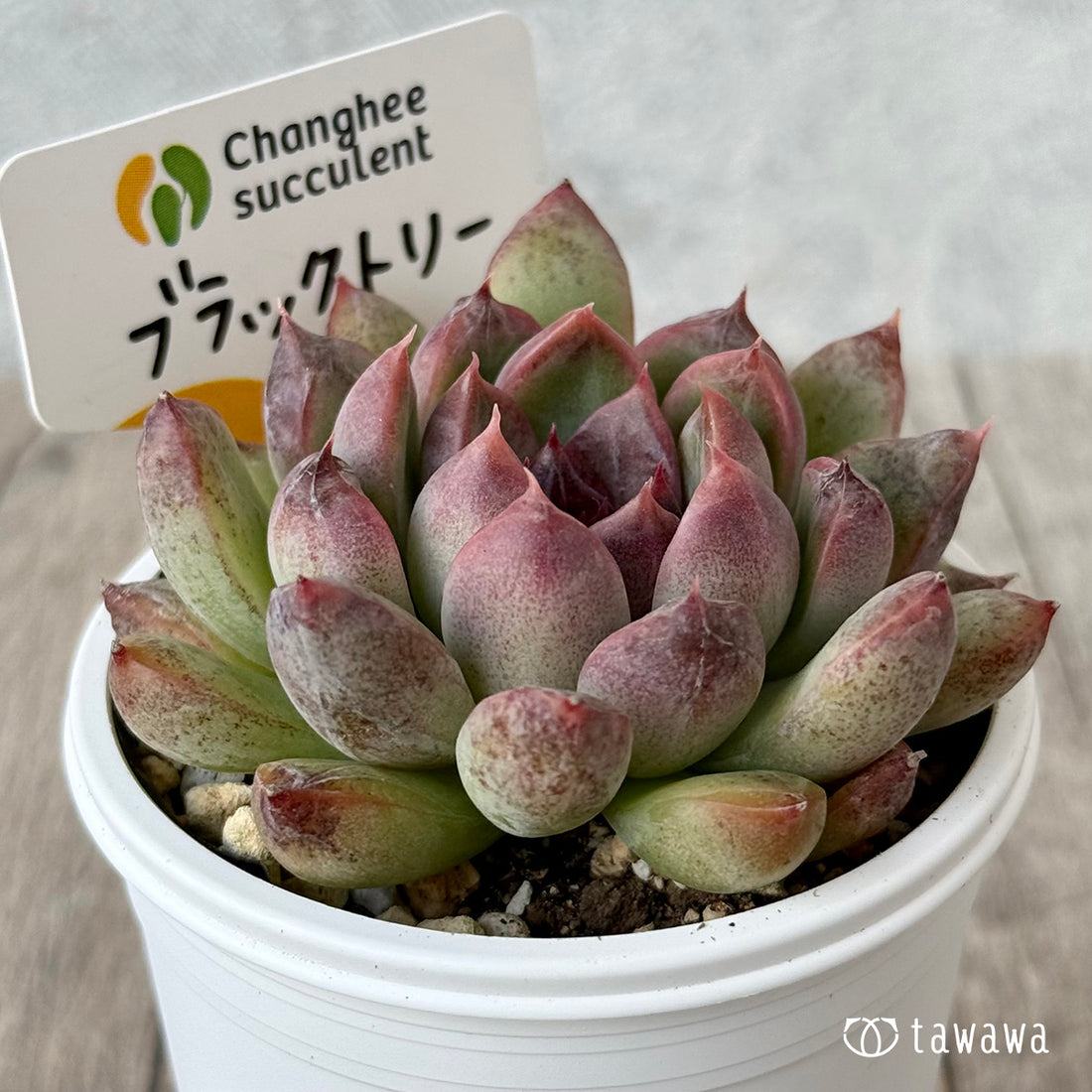 New Arrivals: Ice Green