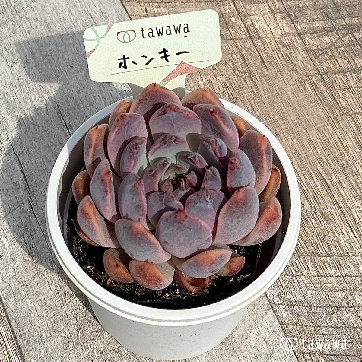 90. *新発売* ホンキー 【tawawaハウス苗】(7.5センチポット苗)