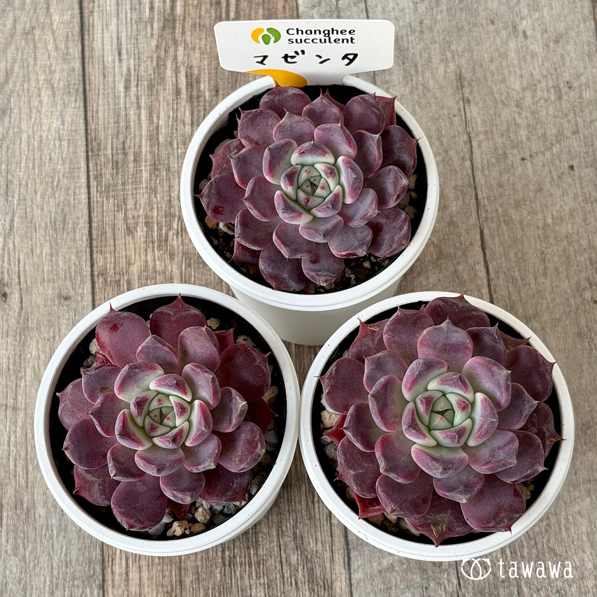 *新発売* マゼンタ(チャンヒー農園)【tawawaハウス苗】