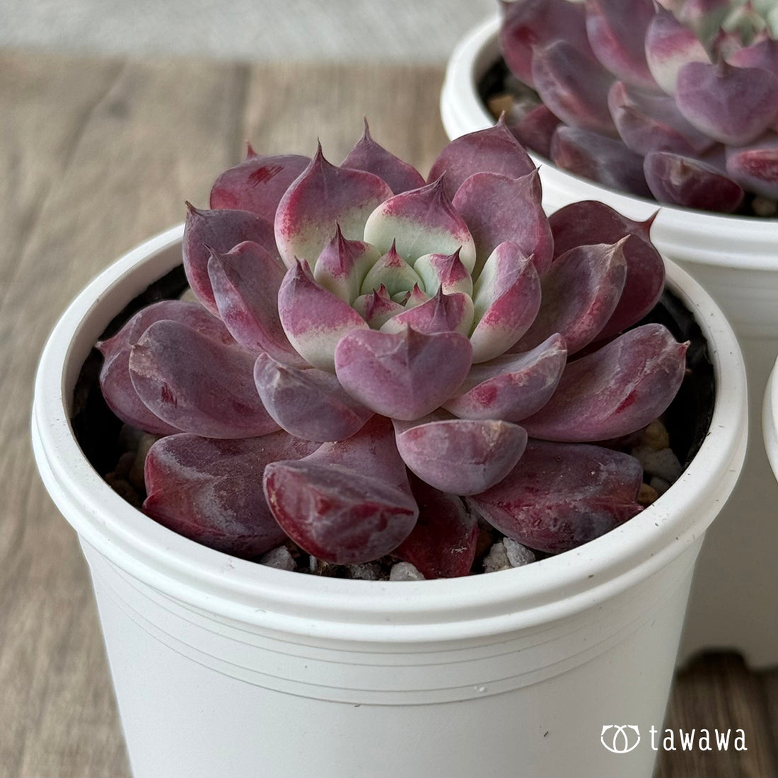 *新発売* マゼンタ(チャンヒー農園)【tawawaハウス苗】