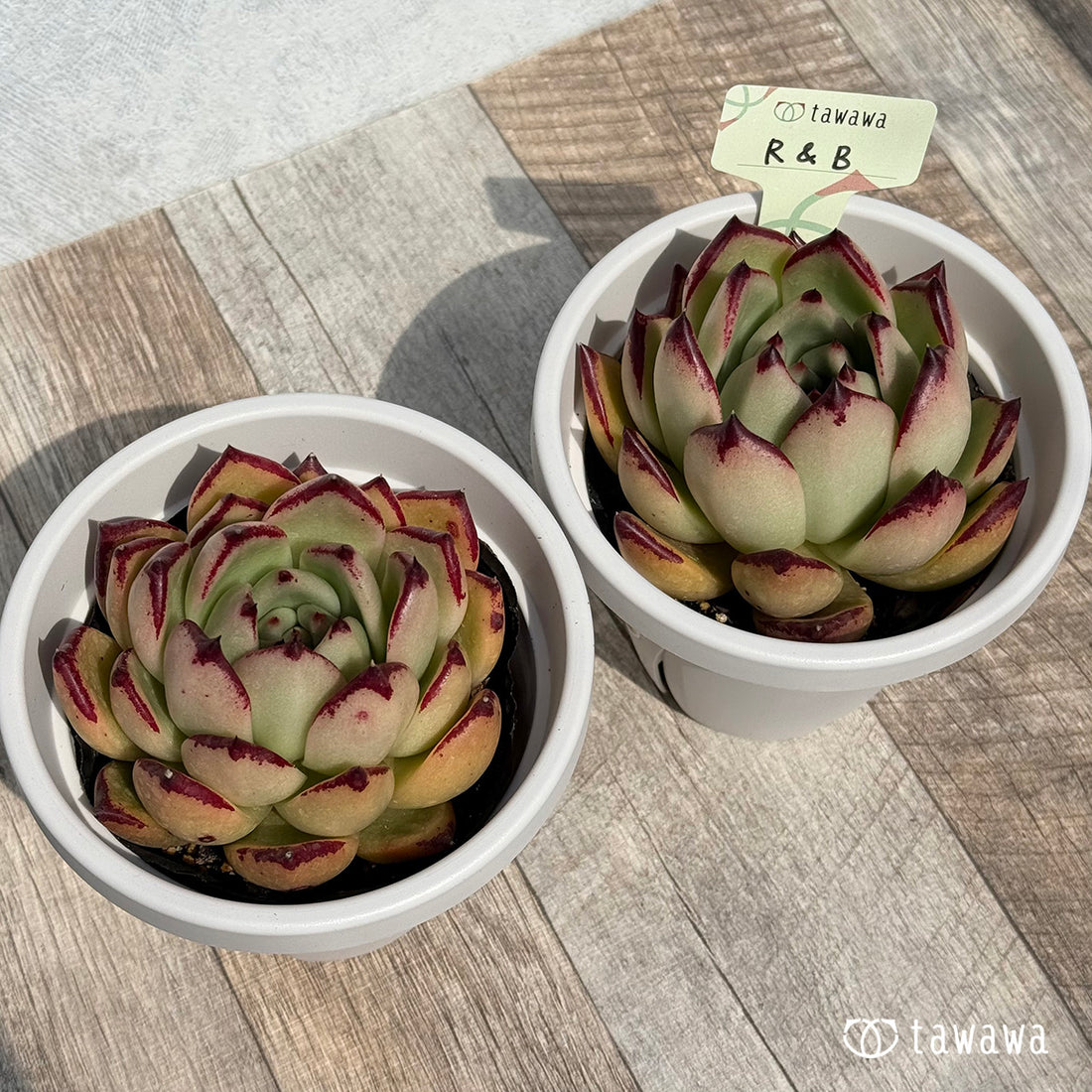 R&B 【tawawaハウス苗】(9センチポット苗)