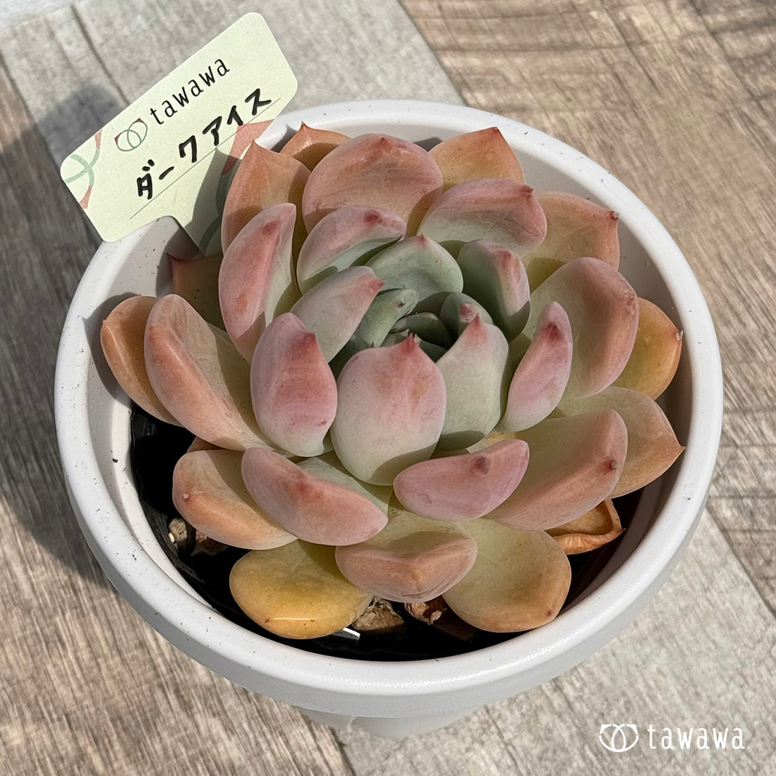 ダークアイス 【tawawaハウス苗】 (9センチポット)