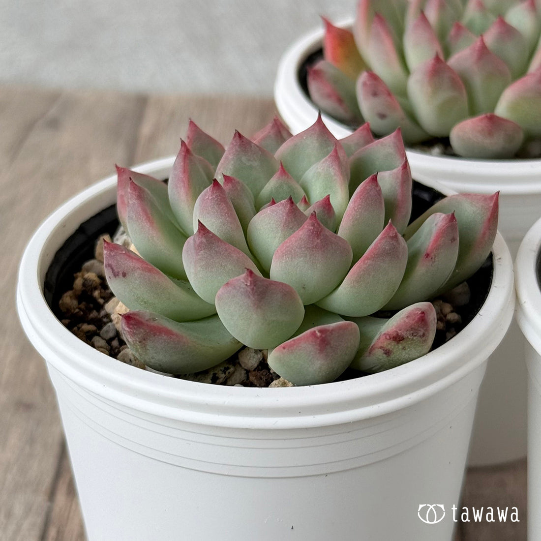 New Arrivals: Ice Green