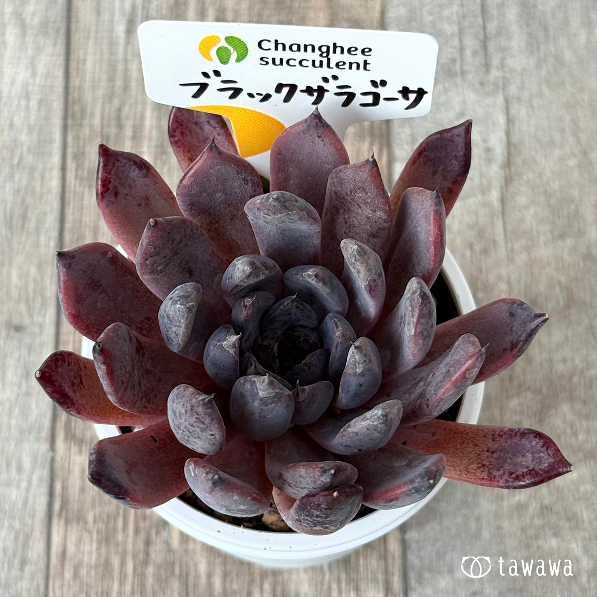 ブラックザラゴーサ(チャンヒー農園)【tawawaハウス苗】