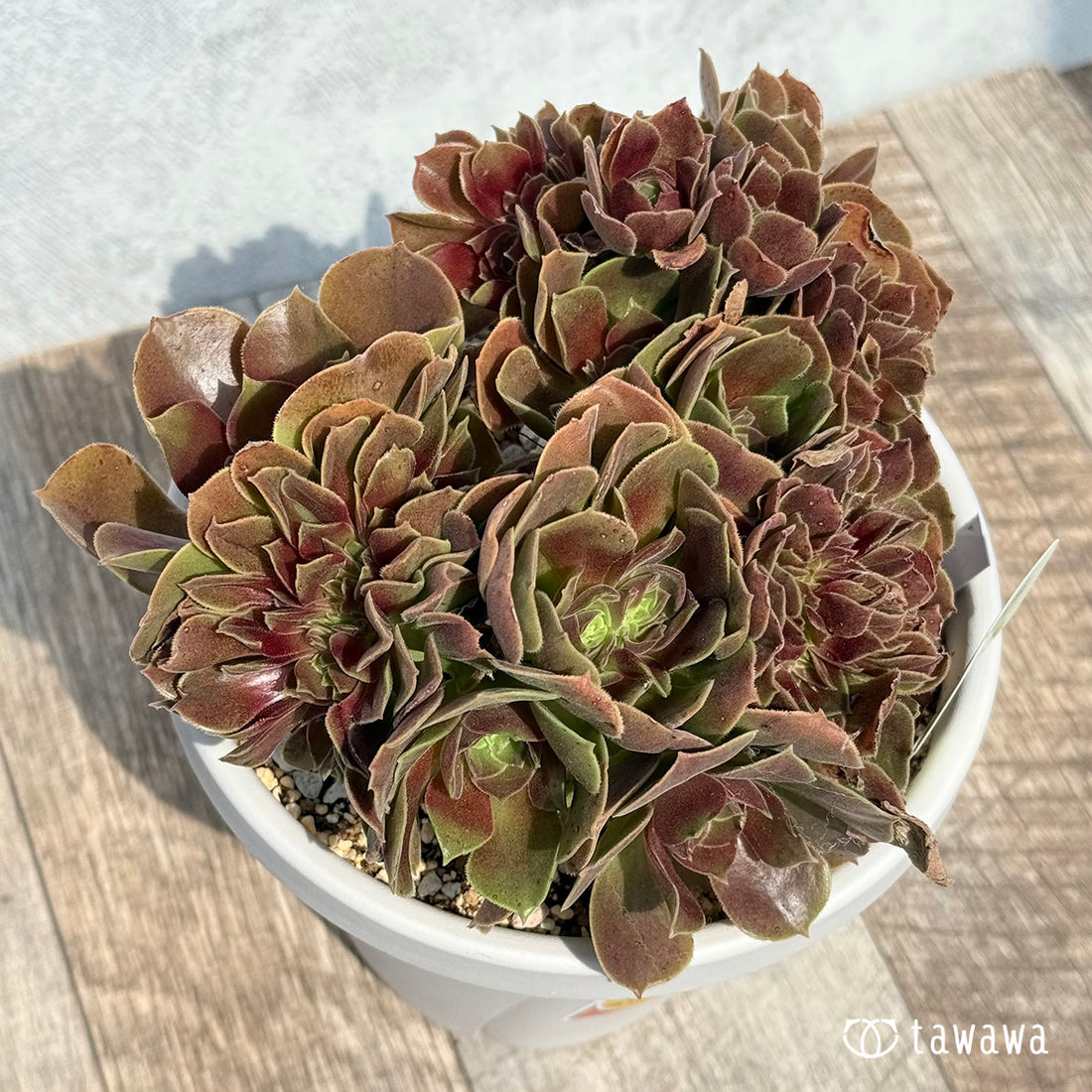 カシミア 綴化【tawawaハウス苗】(5号ポット苗)