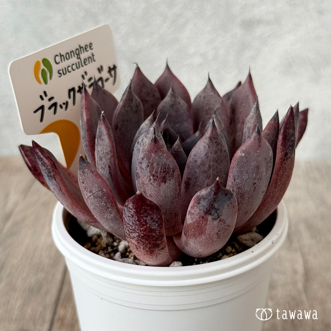 *新発売* ブラックザラゴーサ(チャンヒー農園)【tawawaハウス苗】