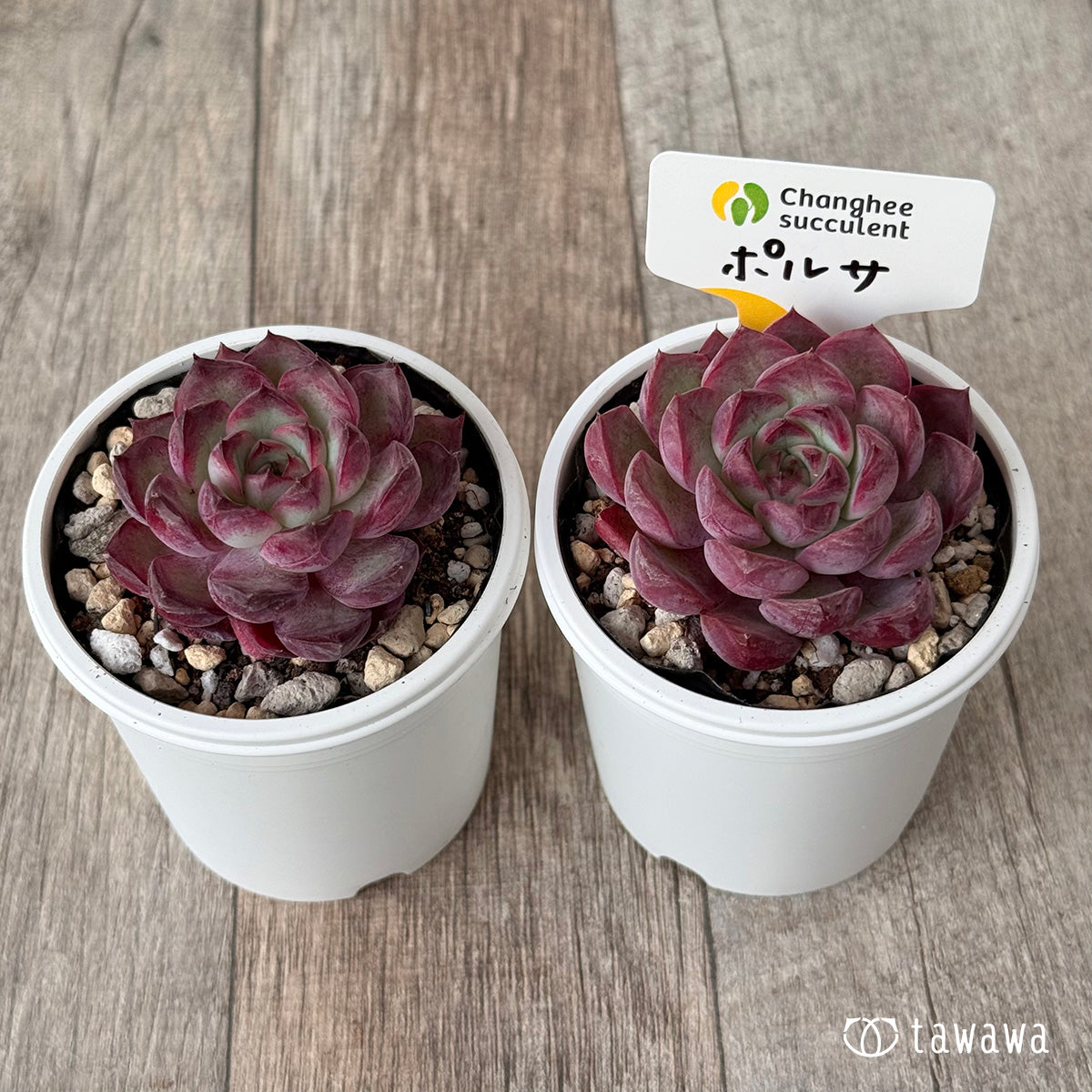 *新発売* ポルサ(チャンヒー農園)【tawawaハウス苗】