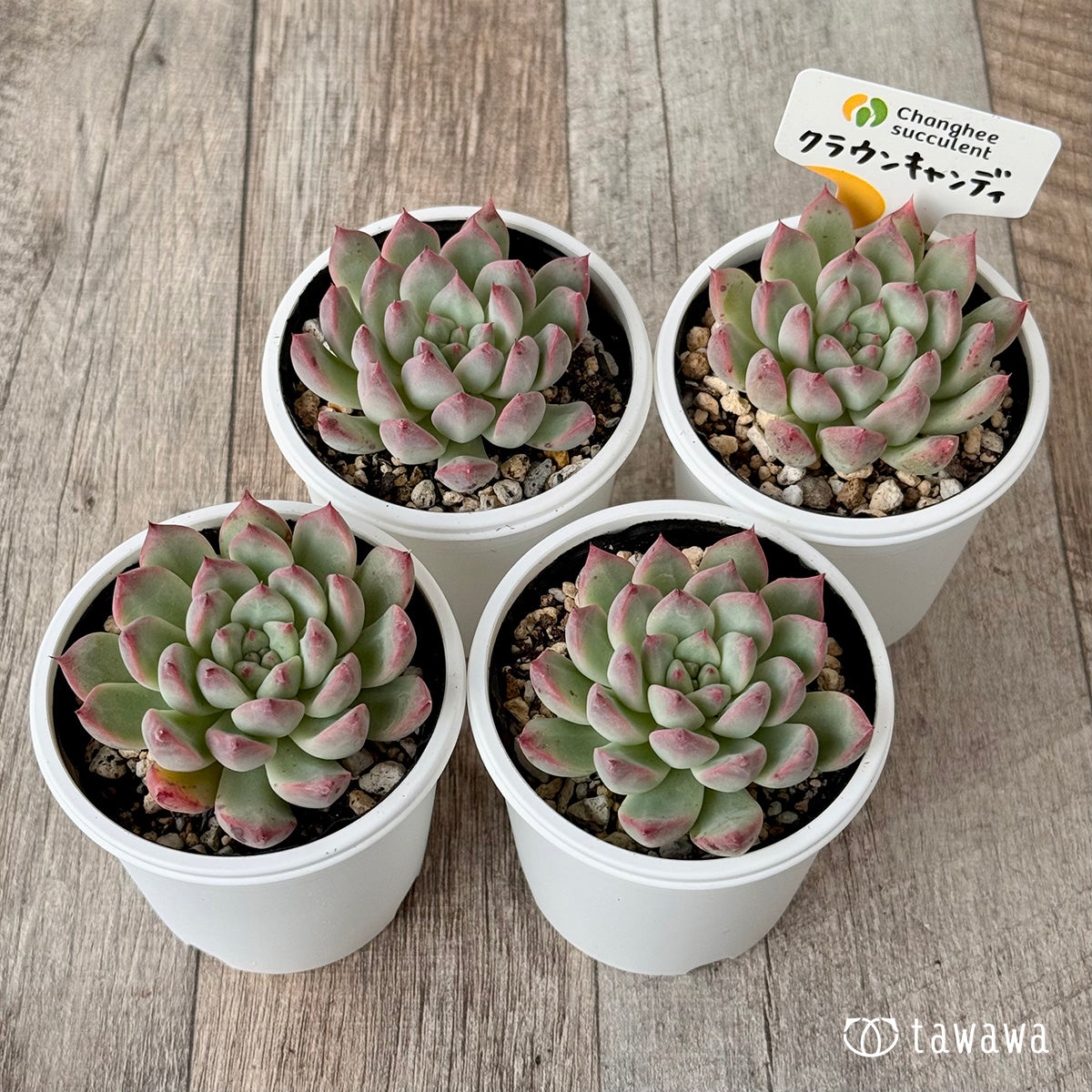 New Arrivals: Ice Green