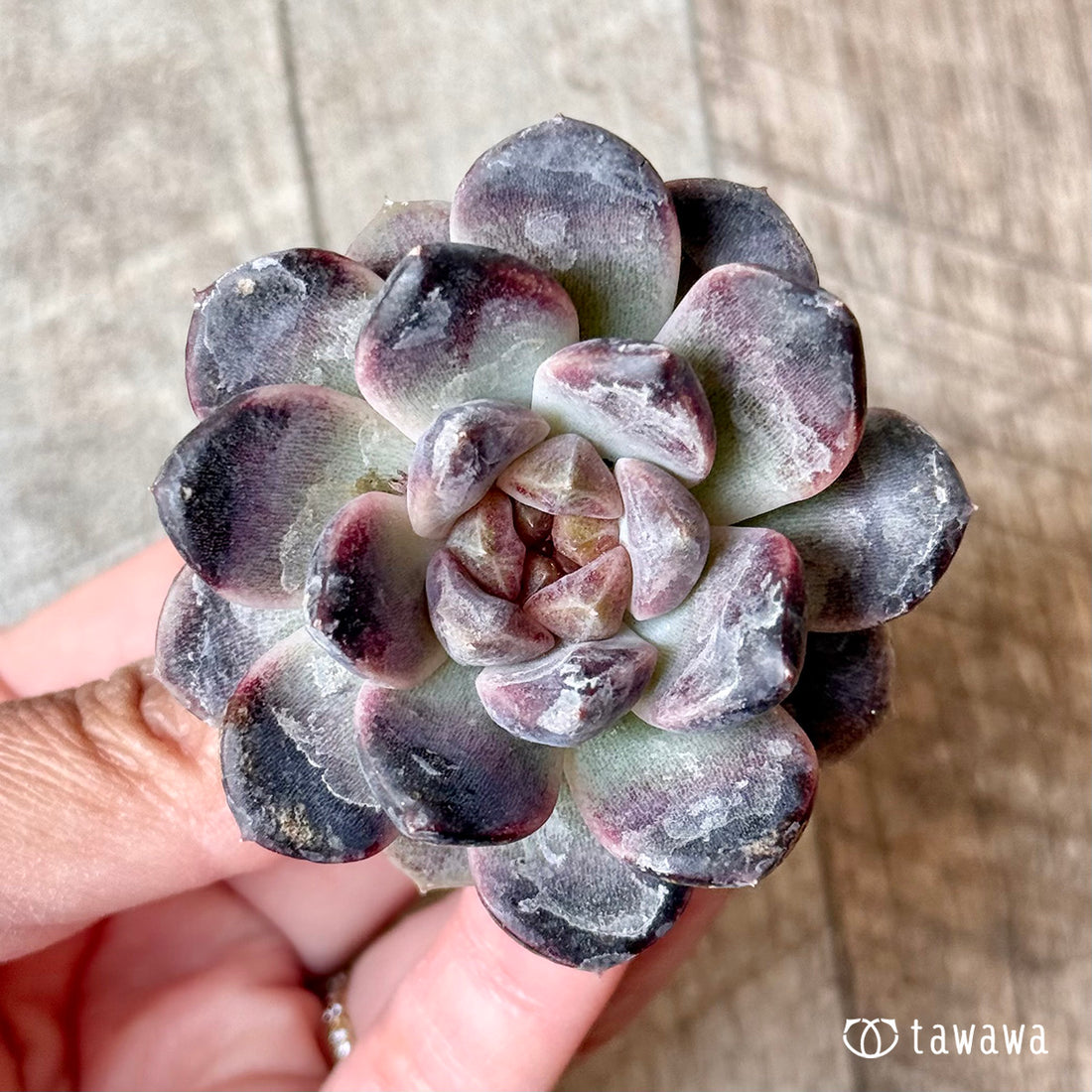 チュビ【単頭苗】 (チャンヒー農園苗)