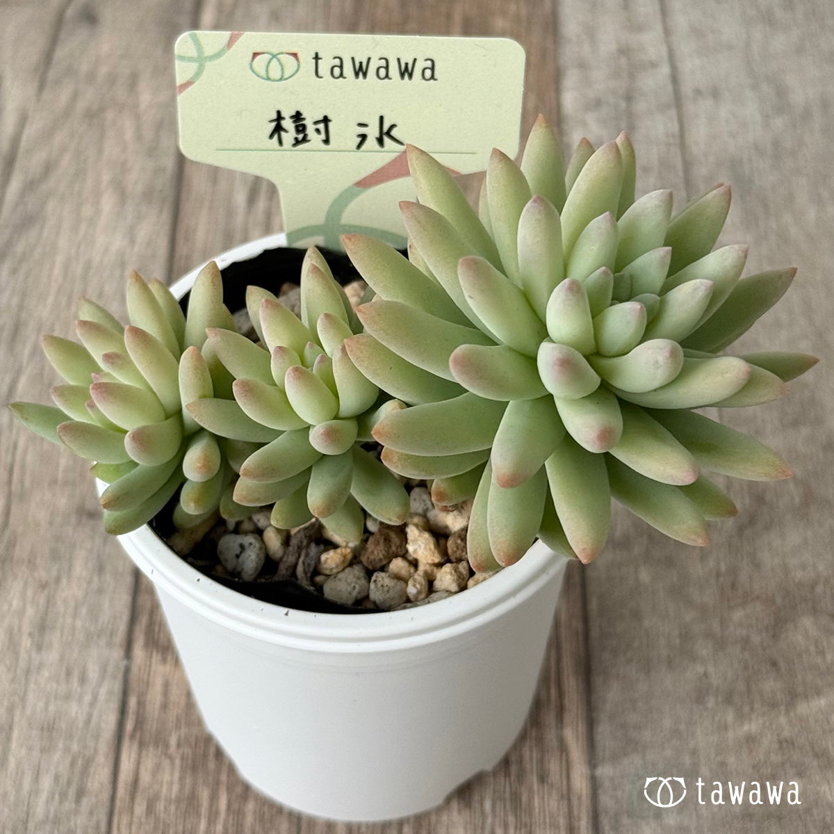 樹氷【tawawaハウス苗】