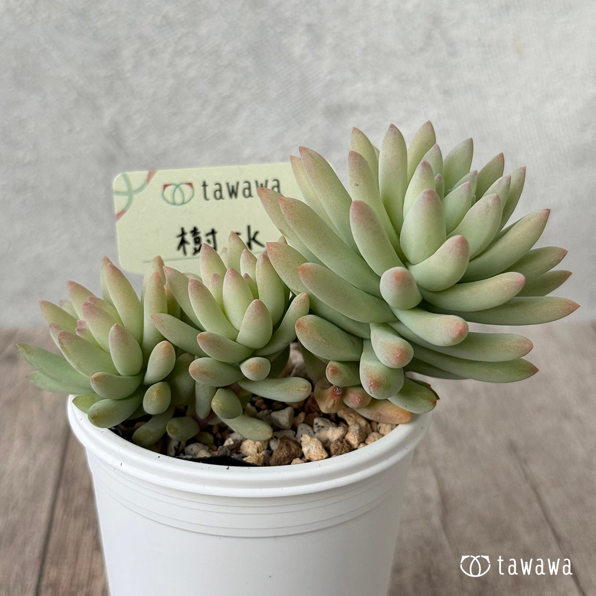 樹氷【tawawaハウス苗】