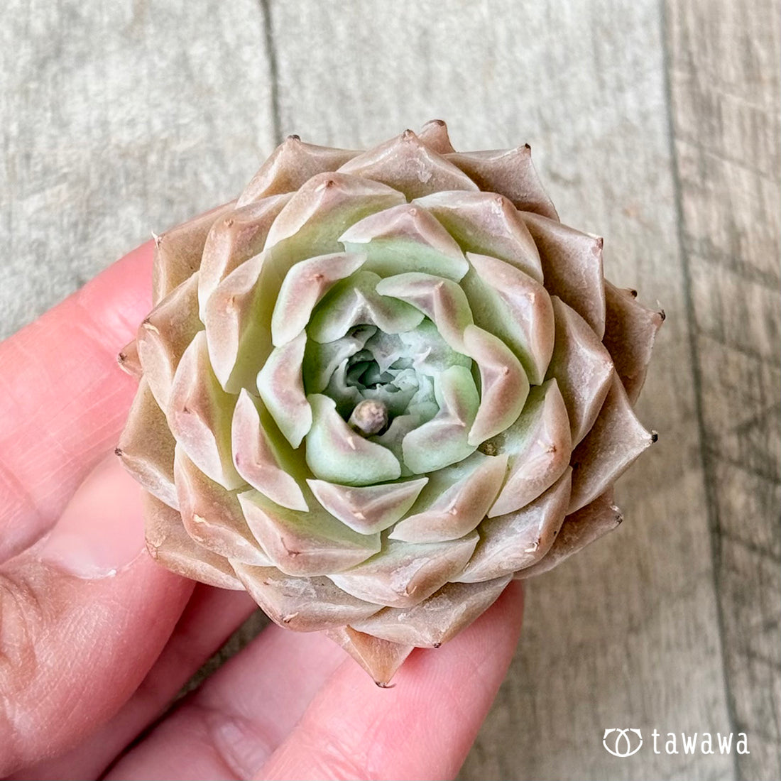 ハートリナ(チャンヒー農園苗)