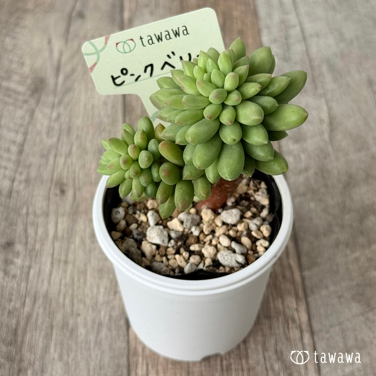 *新発売* ピンクベリー【tawawaハウス苗】