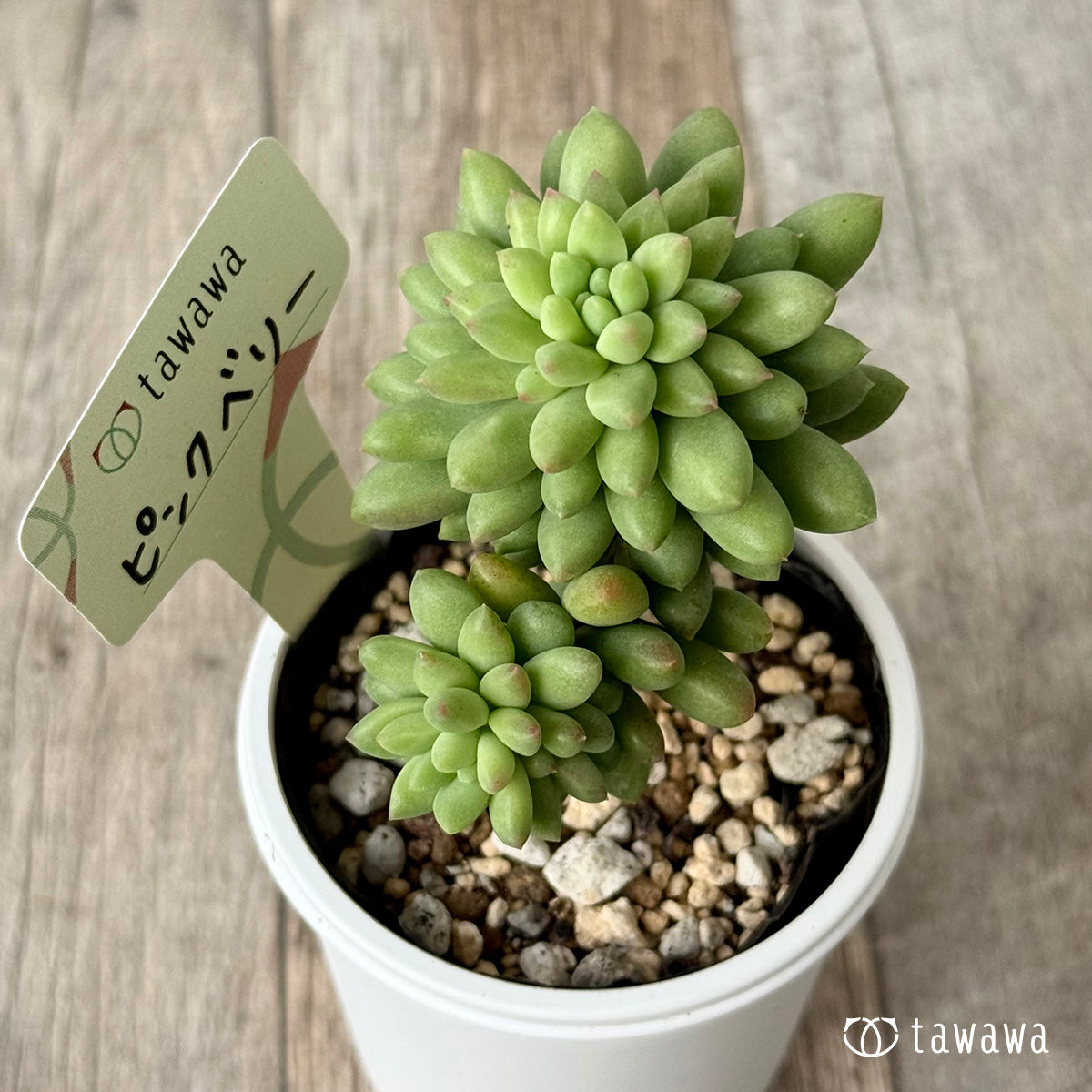 *新発売* ピンクベリー【tawawaハウス苗】